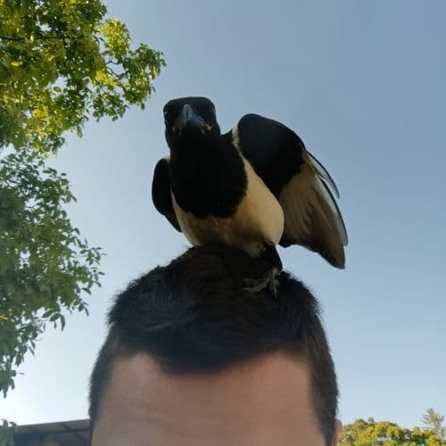 avatar